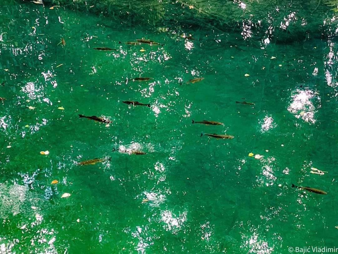 Poljoprivredno Turisticko Domacinstvo Deguric Daire Valjevo Dış mekan fotoğraf