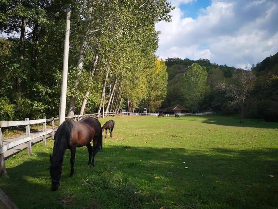 Poljoprivredno Turisticko Domacinstvo Deguric Daire Valjevo Dış mekan fotoğraf