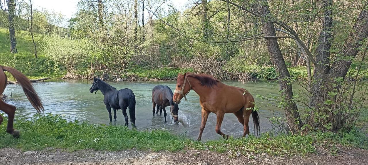 Poljoprivredno Turisticko Domacinstvo Deguric Daire Valjevo Dış mekan fotoğraf